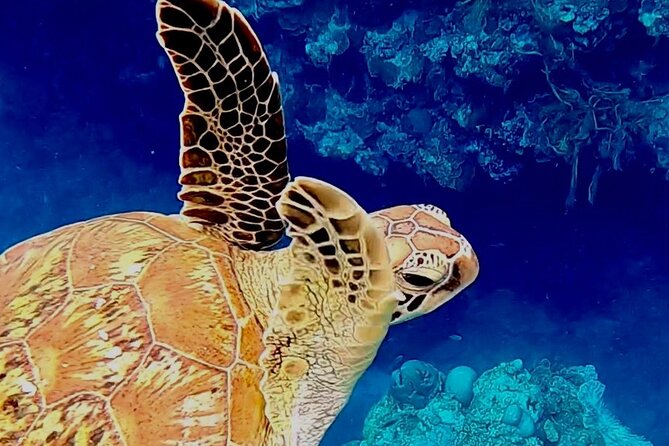 Tomori- Beach Blue Cave Snokering/ENGLISH PRIVATE - Private Tour Exclusivity