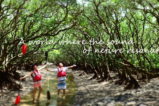Enjoy a Private Mangrove Canoe in Amami – a Special Journey in Nature - Meeting Points and Locations