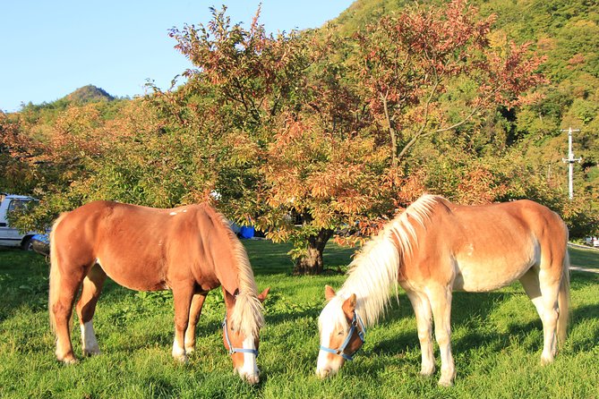 Horseback-Riding in a Country Side in Sapporo - Private Transfer Is Included - Reviews and Traveler Photos