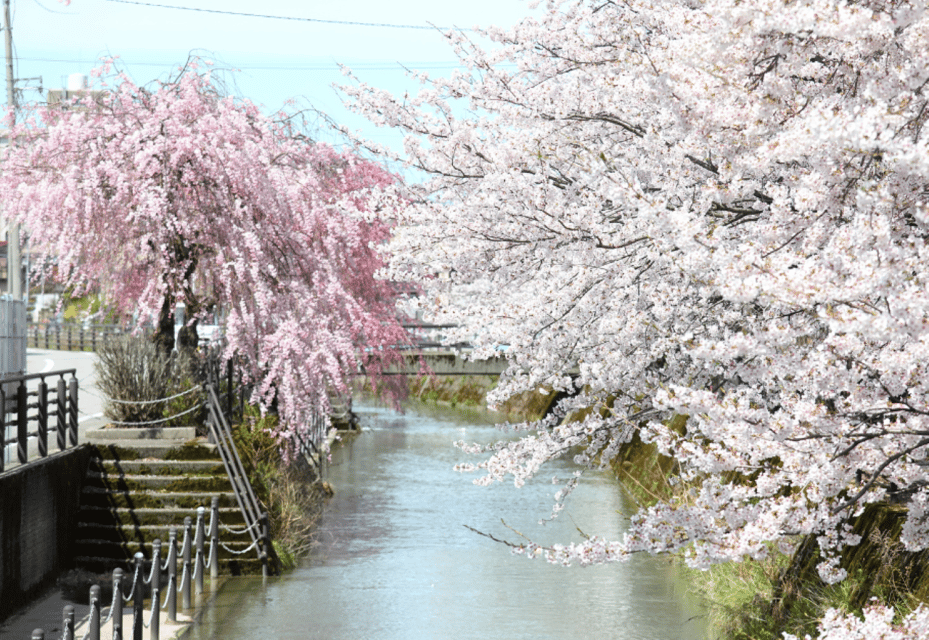 Private & Unique Kanazawa Cherry Blossom "Sakura" Experience - Activity Details
