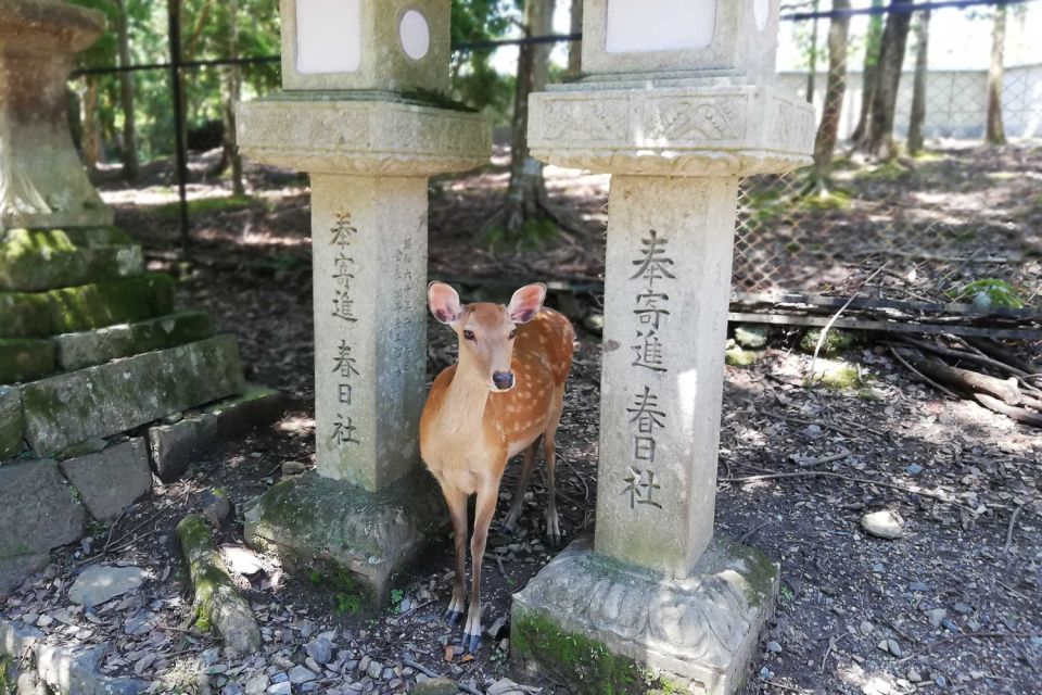 Nara: Half-Day UNESCO Heritage & Local Culture Walking Tour - Frequently Asked Questions