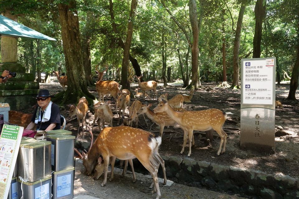 Nara: Half-Day UNESCO Heritage & Local Culture Walking Tour - Highlights