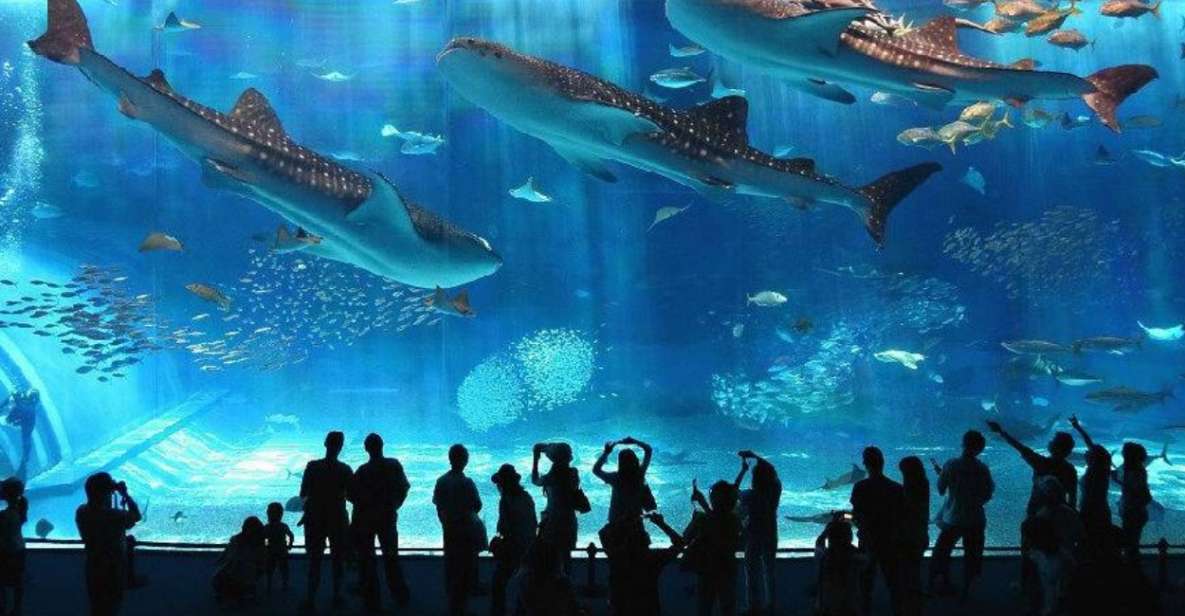 Okinawa Churaumi Aquarium Admission Ticket - Experience Highlights