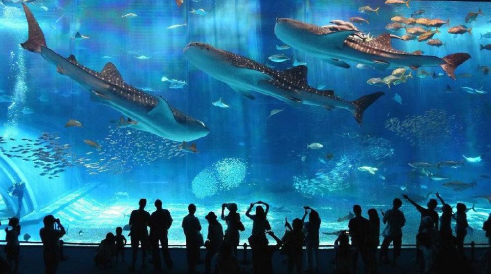 Okinawa Churaumi Aquarium Admission Ticket - Booking Details