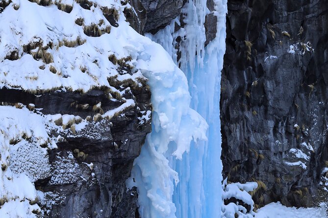 3.5hours Primeval Forest Snowshoe hike and Wildlife Watching Tour - Wildlife watching odds: what you might actually spot