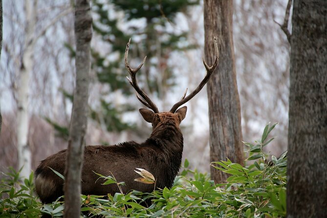 3.5hours Primeval Forest Snowshoe hike and Wildlife Watching Tour - Who should book this Shiretoko snowshoe wildlife tour