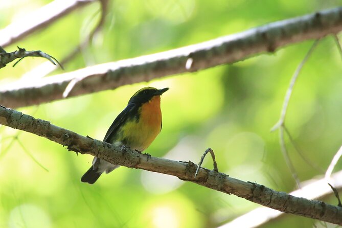 3hours Primeval Forest and Stunning Views of Cliff Trekking Tour - The 3.5-hour plan: from Shiretoko Nature Center to cliffline views