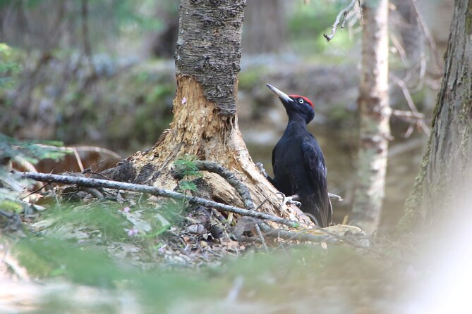 3hours Primeval Forest and Stunning Views of Cliff Trekking Tour - Primeval forest walking: how you read animal tracks for real