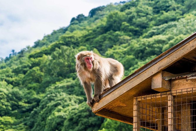 Afternoon Kyoto Bike Tour: Bamboo Forest, Monkeys & Hidden Spots - Why This Arashiyama Bike Tour Fits a Real Afternoon