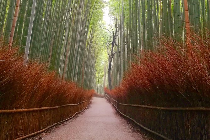 Afternoon Kyoto Bike Tour: Bamboo Forest, Monkeys & Hidden Spots - Stop 1: Iwatayama Monkey Park, The Walk and The View