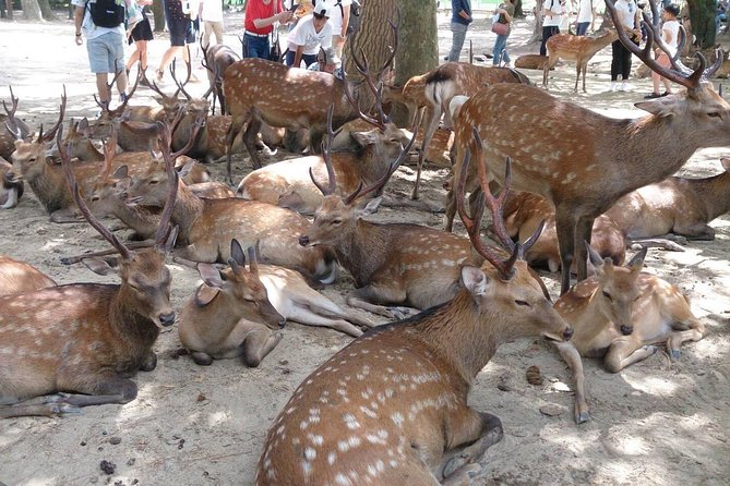 All must-sees in 3 hours - Nara Park Classic Tour! From JR Nara! - Key highlights at a glance