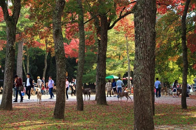 All must-sees in 3 hours - Nara Park Classic Tour! From JR Nara! - Kasuga Grand Shrine deer-spotting, plus Shinto vs Buddhism in plain language