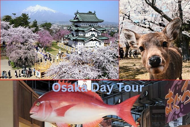 Amanohashidate & Ine Boathouse Full-Day Tour from Kyoto or Osaka - Food, Money, and Getting the Most From On-Site Time