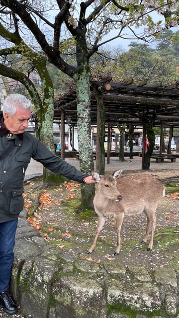 Amazing Hiroshima: Private City Tour with a Local Guide - The ferry moment to Miyajima, and why timing matters