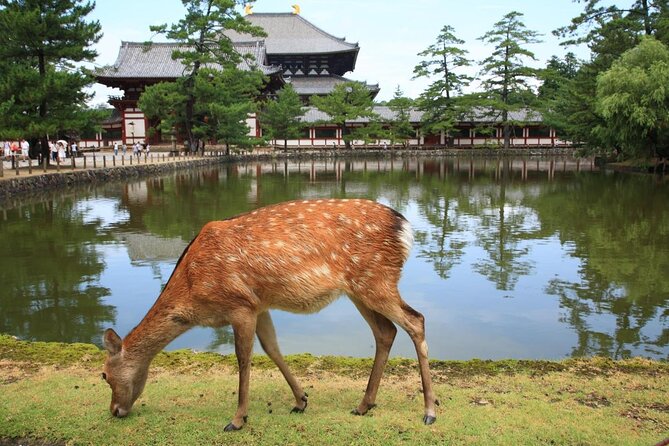 Ancient Capital Tour: Kyoto and Nara Highlights from Kyoto/Osaka - Arashiyama: bamboo walks, Togetsukyo, and optional lunch