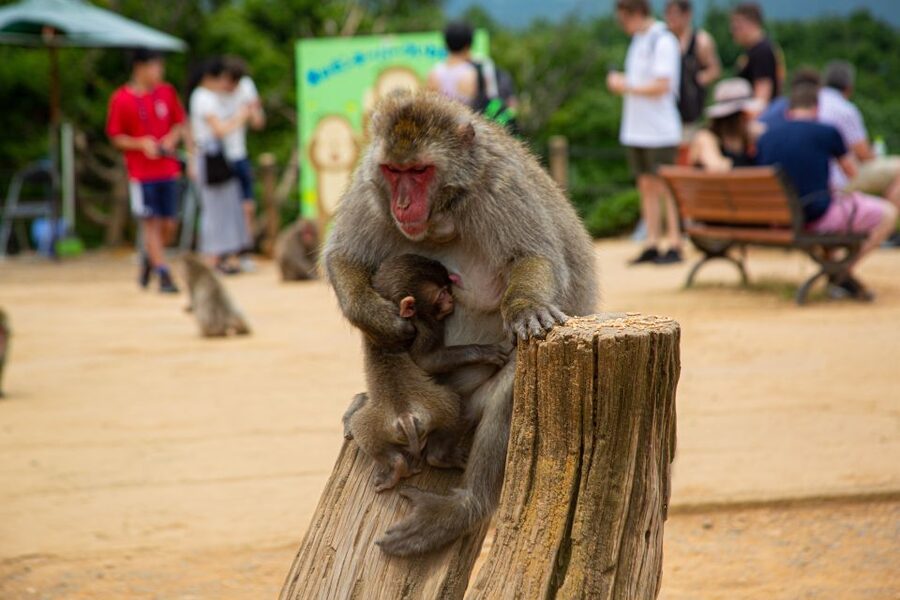 Arashiyama Bamboo, Temple, Monkeys, or Secret Sake Brewery - Tenryuji Temple and koi pond: Zen setting, real rules