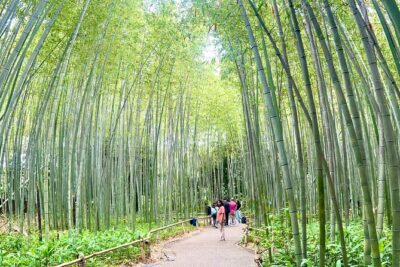 Bamboo Grove Temple and Garden Views Tour
