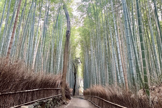 Bamboo Grove Temple and Garden Views Tour - Arashiyama Bamboo Forest: Tall Stalks, Filtered Light, and Quiet Energy