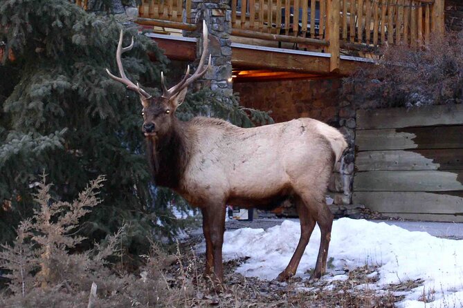 Baseball Professional • Yomiuri Giants - Watching the Game Like a Fan, Not a Tourist