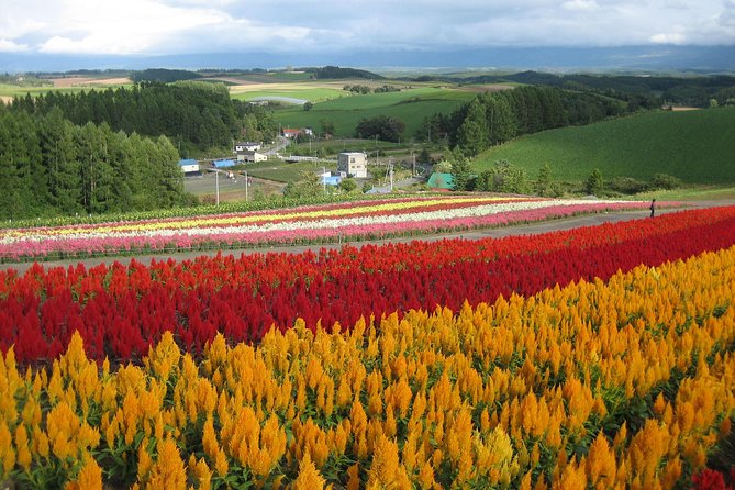 [Biei/Furano] One-day sightseeing by private car! - Key highlights to look for before you go