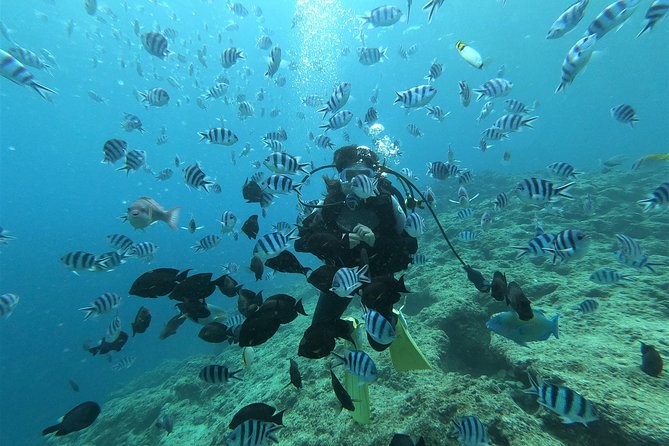 Blue Cave Area Experience Diving!Free feeding & photo images Chinese guide available!1 group with a dedicated instructor - Island Club Meet-Up: The Simple Start to Your 2-Hour Window