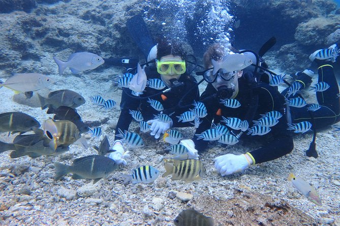 Blue Cave Area Experience Diving!Free feeding & photo images Chinese guide available!1 group with a dedicated instructor - The Underwater Part: Blue Water, Fish Feeding, and Photo Time