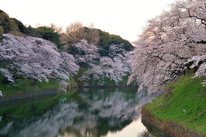 Cherry Blossom Private Tour - Cherry Blossoms Beyond the Most Crowded Areas