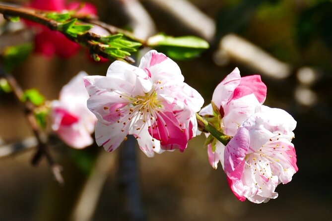 Cherry Blossom Private Tour - Akasaka: A Quieter Stretch for Photos Without the Same Crush