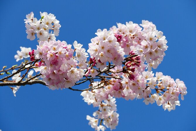 Cherry Blossom Private Tour - Zojo-ji Temple: Traditional Atmosphere, Weeping Cherries, and Tokyo Tower