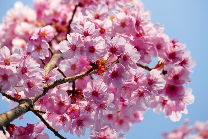 Cherry Blossom Private Tour - The Guides: Where the Tour Becomes Personal (Yosuke, Riley, Miyu, Kazu)
