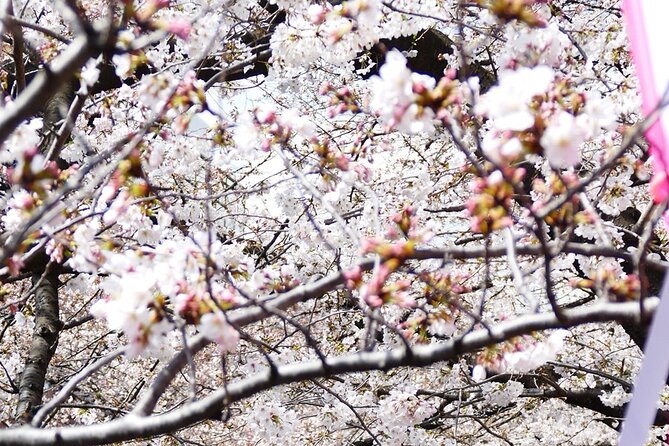 Cherry Blossom Private Tour - Price and Logistics: What You Really Pay For (and Why It Can Make Sense)