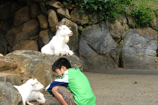Colors of Japan, Fukuoka Nokonoshima Island Park & Wagyu BBQ - Who this tour suits best, and who should think twice