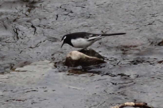 Easygoing Nature Walk in Hakone Tour - Stop 1: Hakone Botanical Garden of Wetlands, where marsh plants do the talking