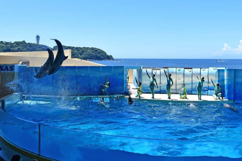 Enoshima Aquarium: Admission Ticket - Why Enoshima Aquarium is built around Sagami Bay and the Pacific Ocean
