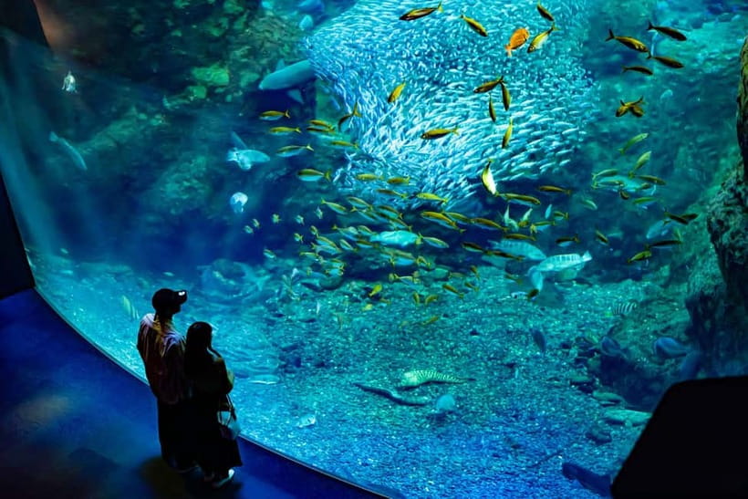 Enoshima Aquarium: Admission Ticket - How the shows and interactive programs change the pacing