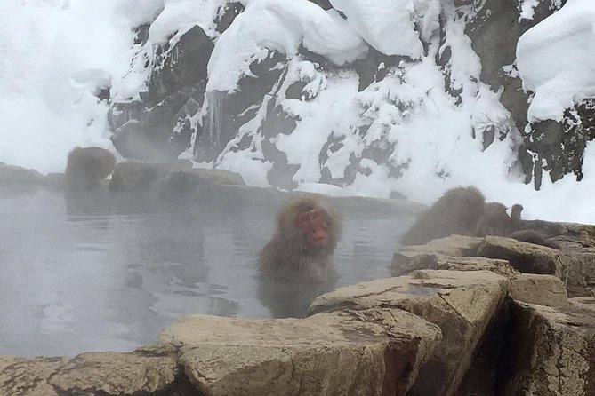 Explore Jigokudani Snow Monkey Park with a Local Guide - Stop 1: Yamanouchi Information Center and Those Free Maps