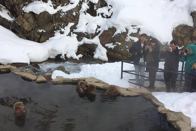Explore Jigokudani Snow Monkey Park with a Local Guide - Jigokudani Snow Monkey Park: Steam, Snow, and Red Faces