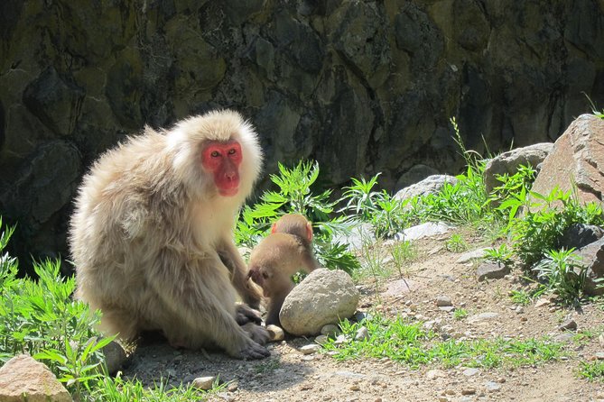 Explore Jigokudani Snow Monkey Park with a Local Guide - Stop 2-ish Feel: Jigokudani Fountain and the National Natural Monument Moment