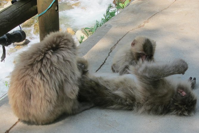 Explore Jigokudani Snow Monkey Park with a Local Guide - Stop 3: The Enza Café Quick Break (Coffee or Apple Pie)