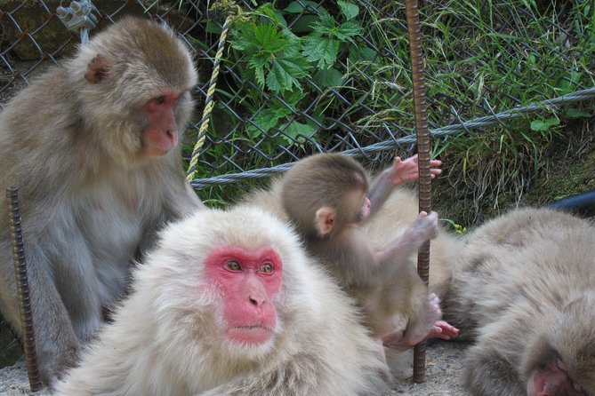 Explore Jigokudani Snow Monkey Park with a Local Guide - Sake and Beer Sampling: A Local Flavor Stop You’ll Remember