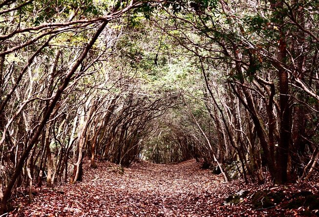 Explore Mt. Fuji Ice Cave in Aokigahara Forest - Key things I’d plan around before you go