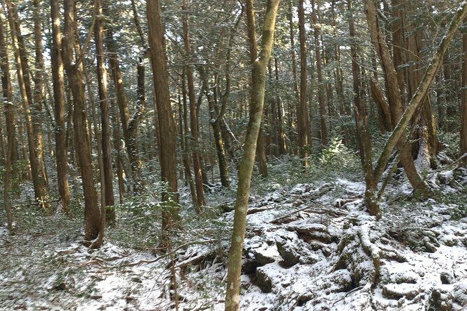 Exploring Mt Fuji Ice Cave and Sea of Trees Forest - Ice All Year, Winter Snow Drama, and Why the Cave Changes