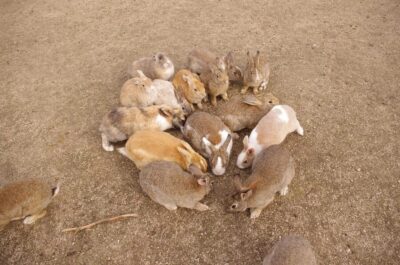 Rabbit Island and Takehara Town Tour
