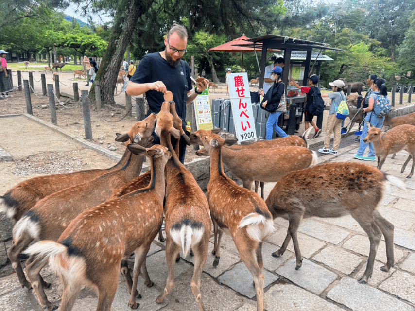 From Kyoto: Nara Guided Morning Tour - Kasuga Taisha Shrine and Its Lantern Lining