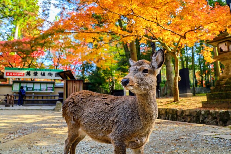 From Kyoto: Nara Guided Morning Tour - Price and Value for a $77 Half-Day