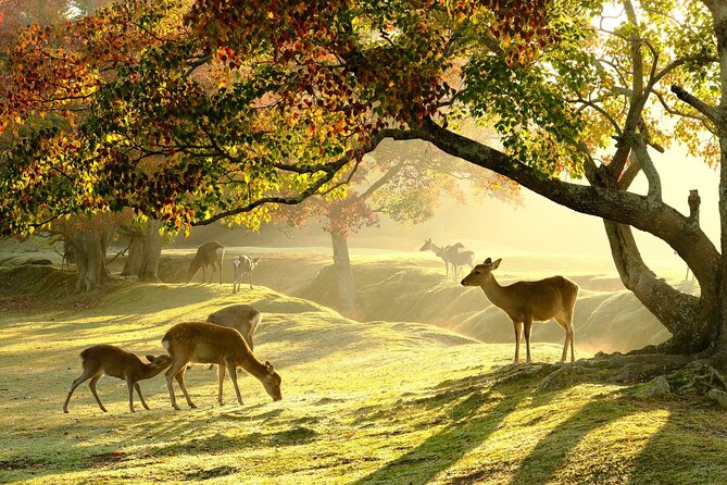 From Kyoto: Nara History Guided Half Day Bus Tour with Lunch - Key Things I’d Book This For