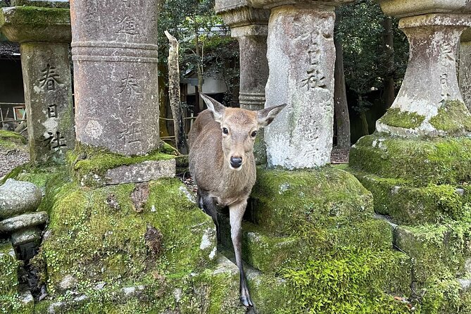 From Kyoto: Nara History Guided Half Day Bus Tour with Lunch - Kyoto to Nara: Starting Fast at Kyoto Station