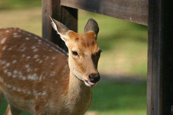 From Kyoto: Nara History Guided Half Day Bus Tour with Lunch - Nara Park and the Deer: How to Enjoy It Without Stress