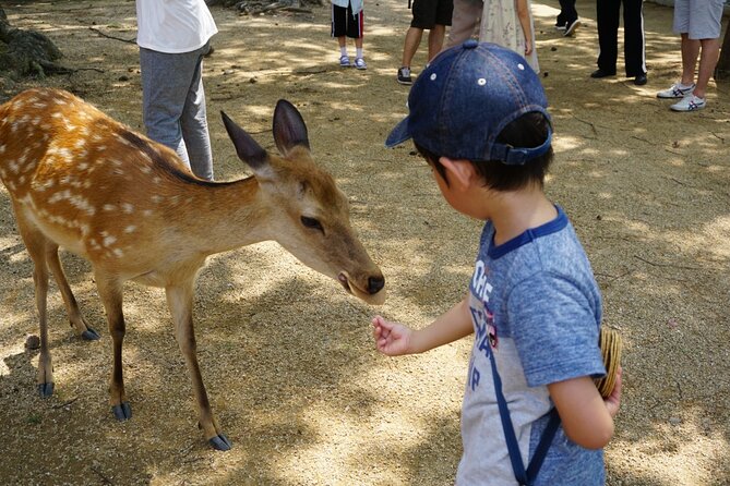 From Kyoto: Nara History Guided Half Day Bus Tour with Lunch - Who This Tour Fits Best, and Who Should Skip It