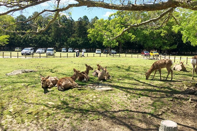 From Kyoto: Nara History Guided Half Day Bus Tour with lunch - Who This Tour Is Best For